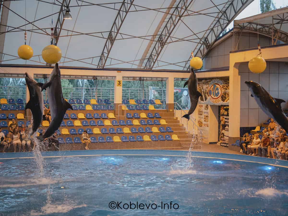 Представление с дельфинами в Коблево