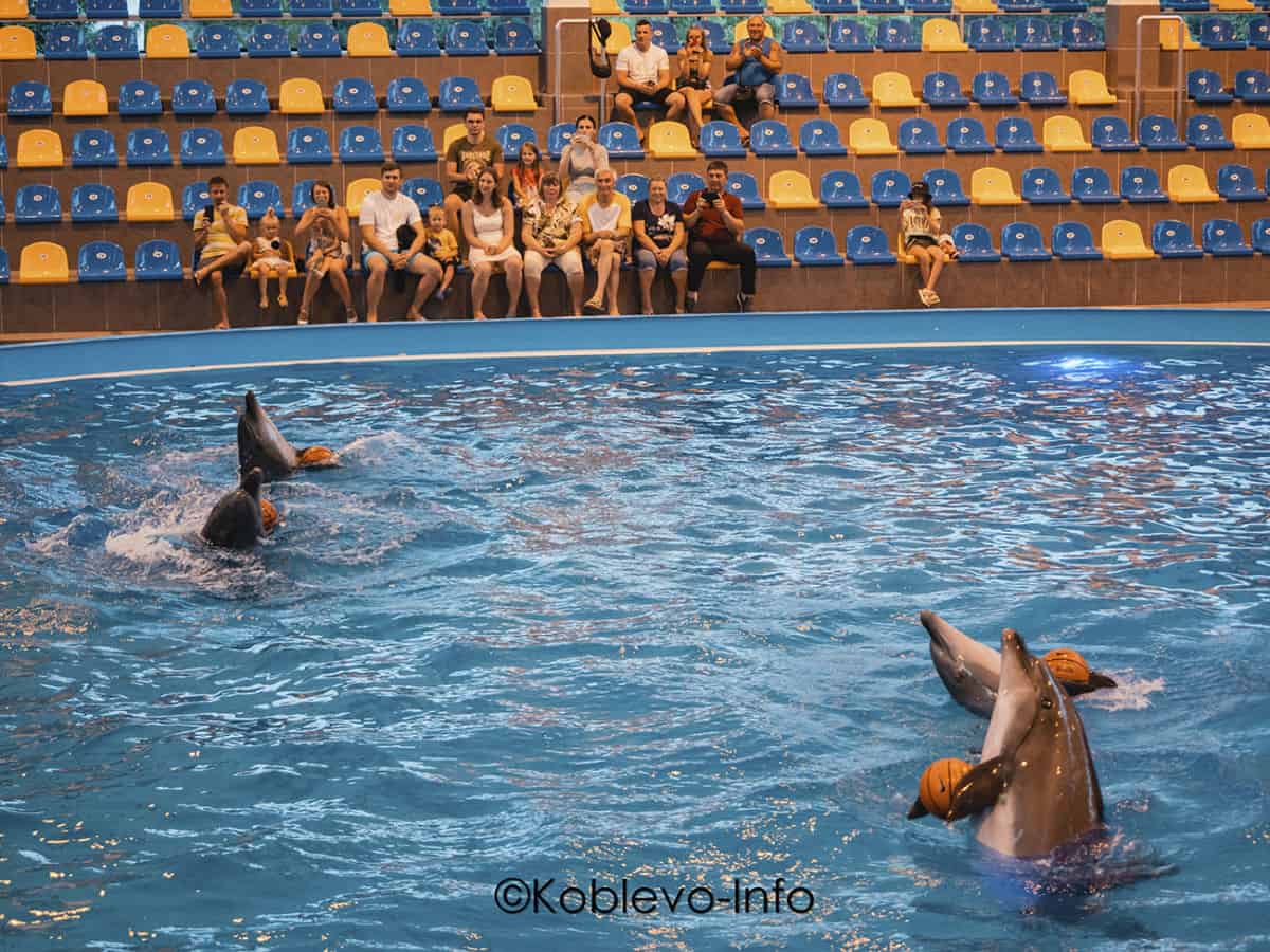 Представление в дельфинарии Немо в Коблево 2021