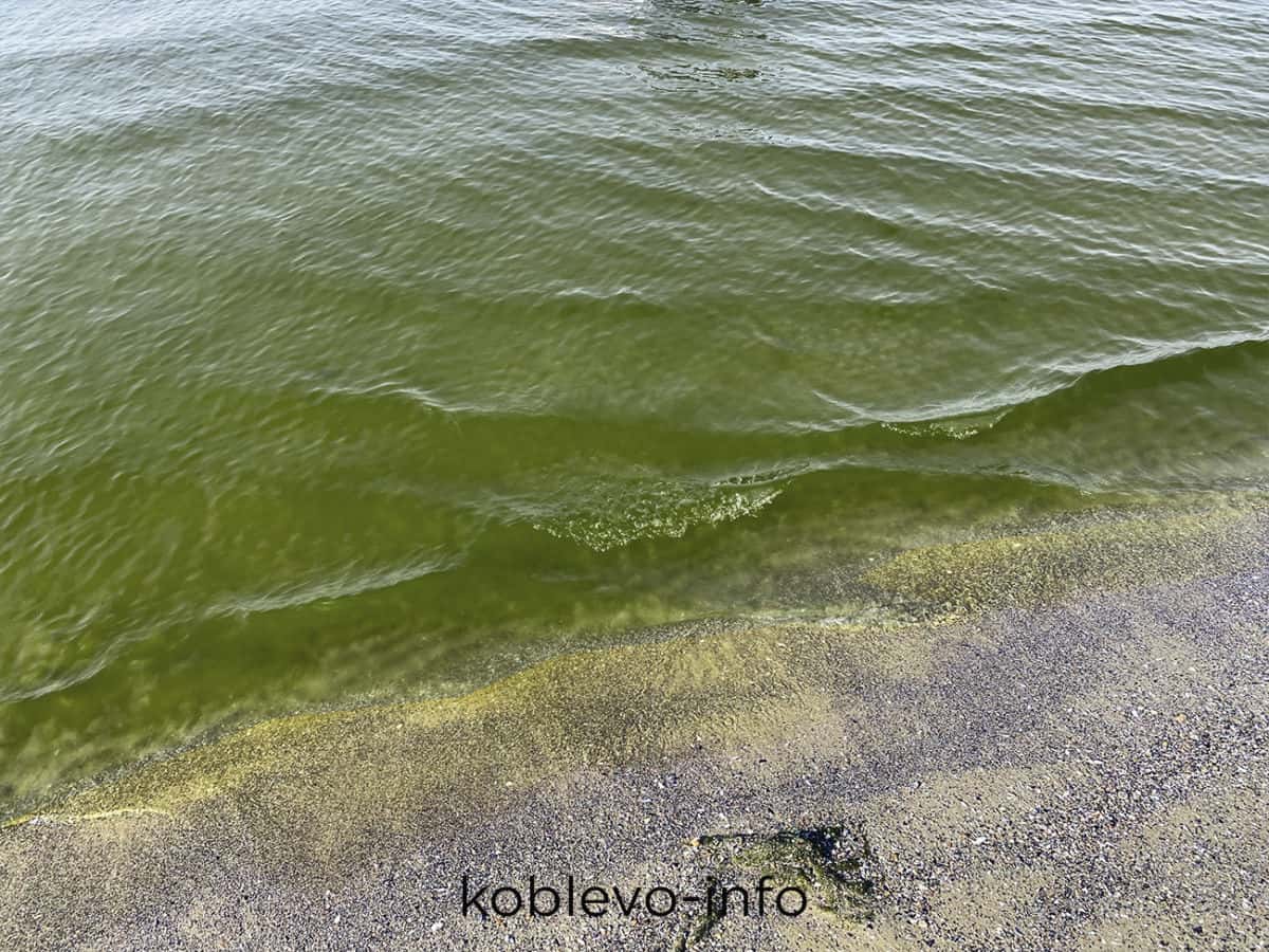 Чёрное море в Коблево сегодня 12.08.2021