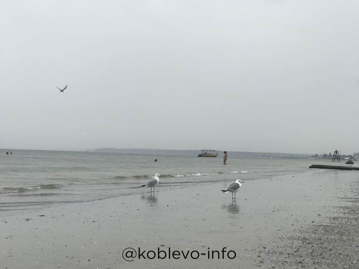 чайки на пляже в Коблево