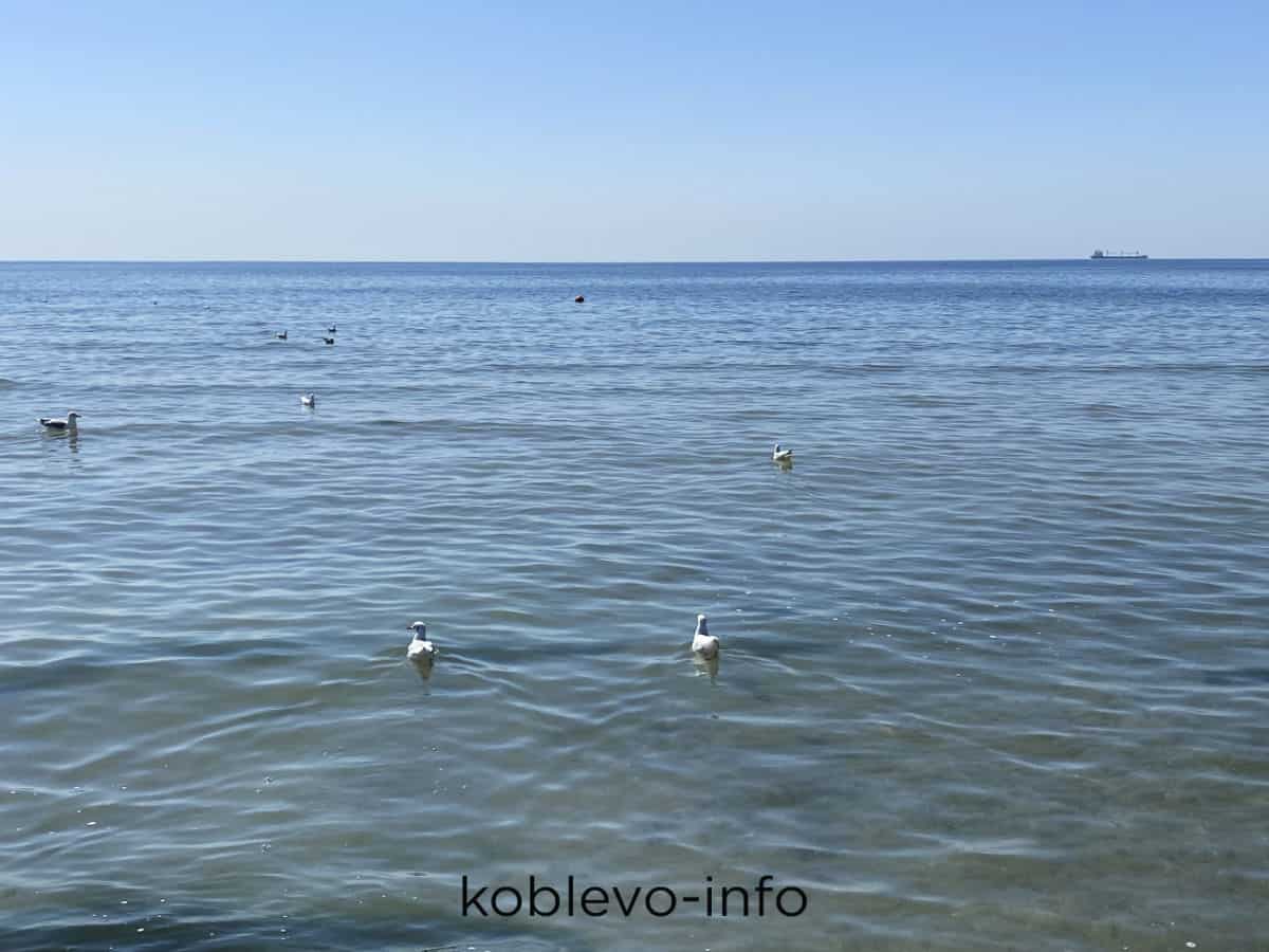 Чайки в море в Коблево сегодня 09.09.2021 фото