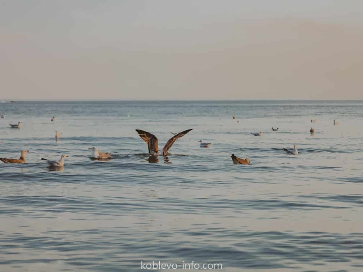 Чайки на Черном море