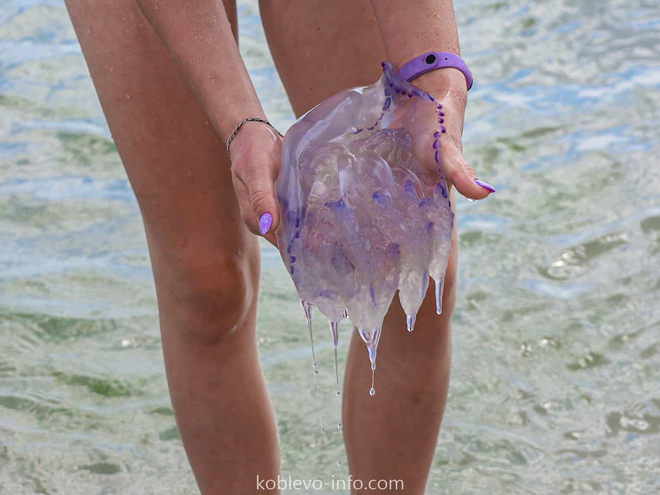 Почему в море появляются медузы близко к берегу: причины и последствия