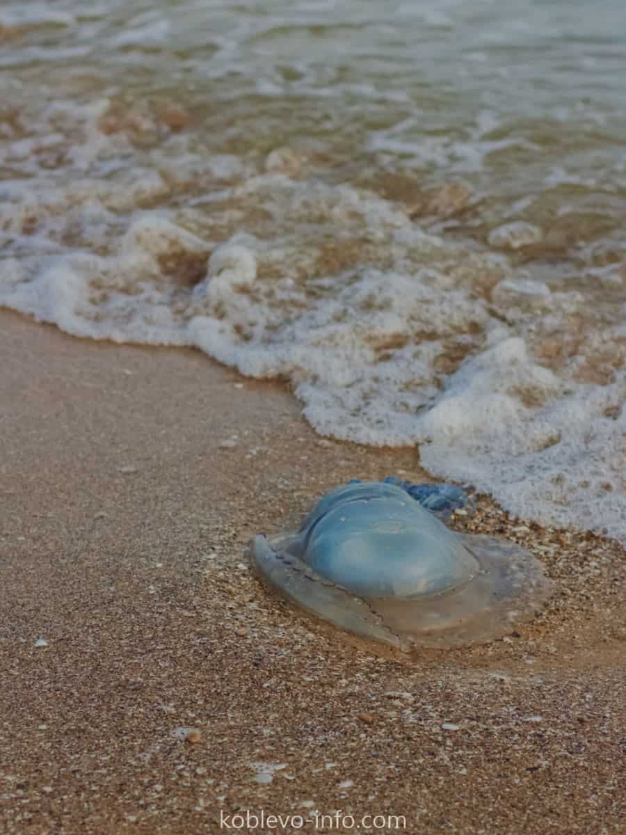 Польза медуз