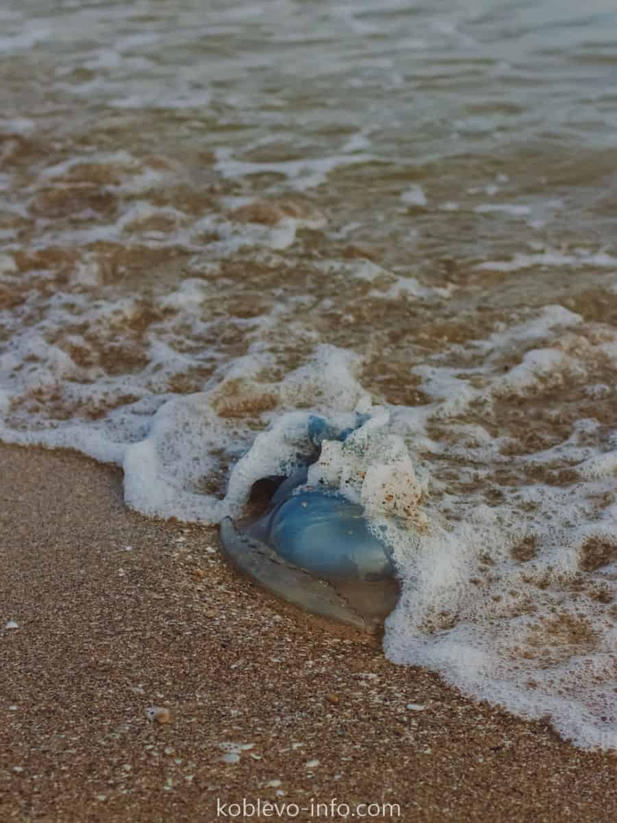Виды медуз в Черном море