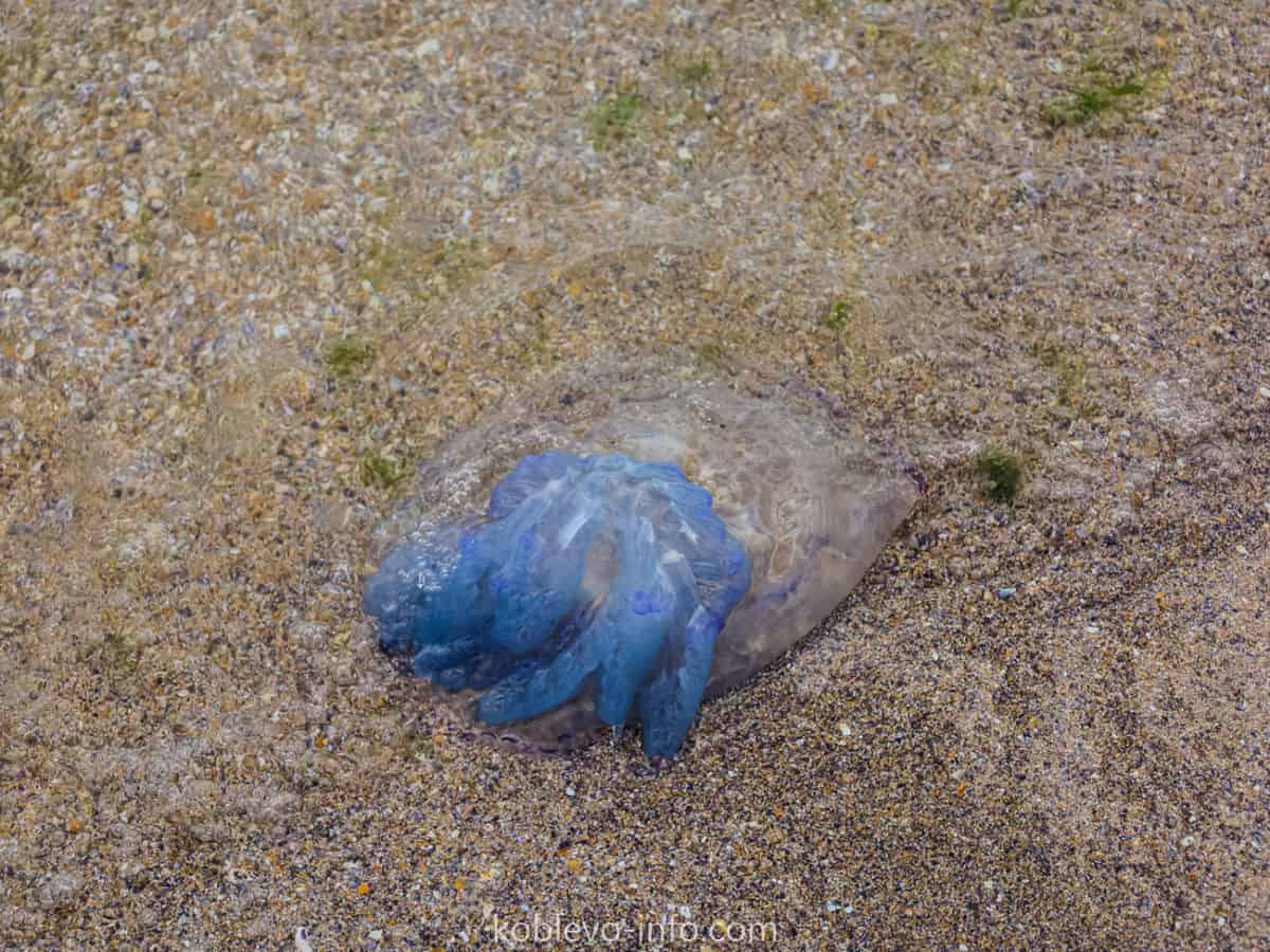 Есть ли море без медуз