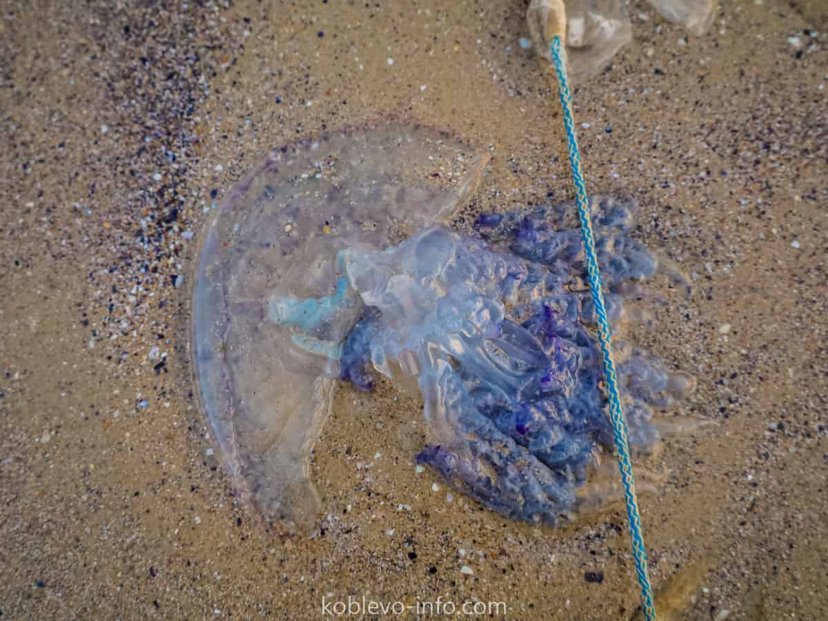 Почему медузы подплывают близко к берегу