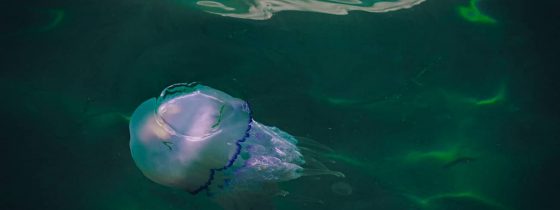 Сезон медуз в Черном море